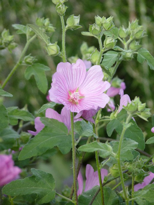 Lavatera x clementii 'Bredon's Spring' fleur
